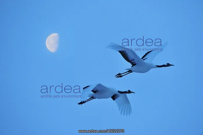 : Red-crowned Crane / Japanese Crane / Manchurian : Red-crowned Crane / Japanese Crane / Manchurian