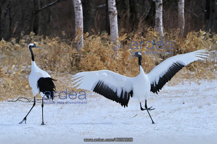 : Red-crowned Crane / Japanese Crane / Manchurian : Red-crowned Crane / Japanese Crane / Manchurian