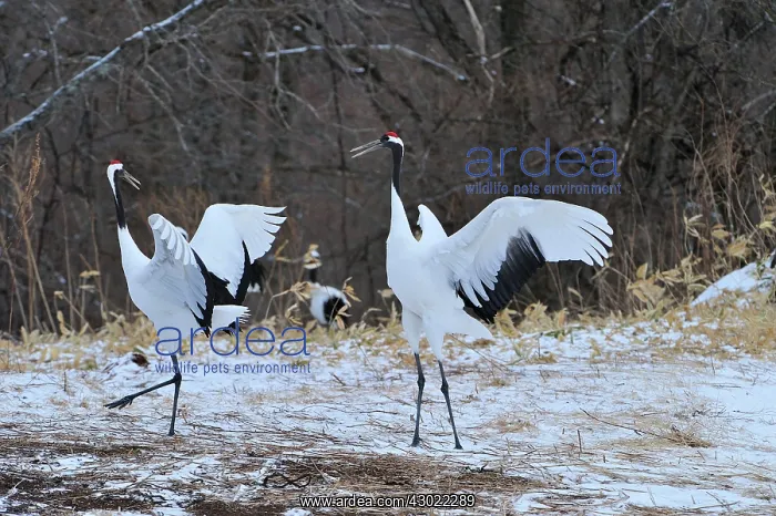 : Red-crowned Crane / Japanese Crane / Manchurian : Red-crowned Crane / Japanese Crane / Manchurian