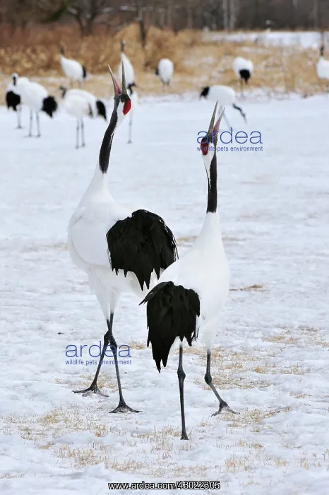 : Red-crowned Crane / Japanese Crane / Manchurian : Red-crowned Crane / Japanese Crane / Manchurian