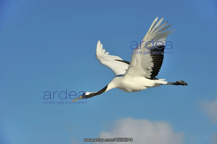 : Red-crowned Crane / Japanese Crane / Manchurian : Red-crowned Crane / Japanese Crane / Manchurian