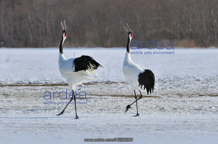 : Red-crowned Crane / Japanese Crane / Manchurian : Red-crowned Crane / Japanese Crane / Manchurian