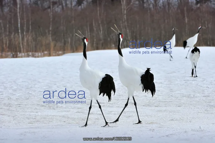  : Red-crowned Crane  /  Japanese Crane  /  Manchurian