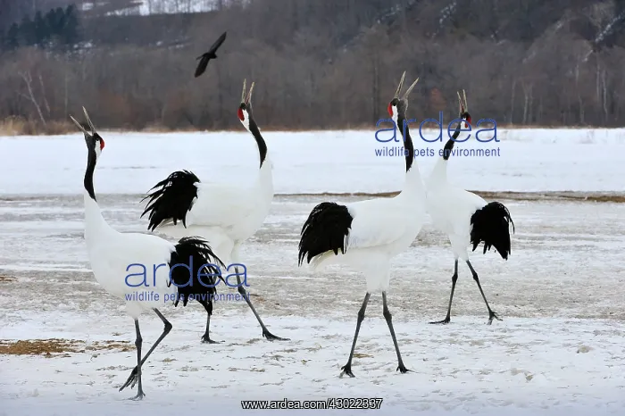 : Red-crowned Crane / Japanese Crane / Manchurian : Red-crowned Crane / Japanese Crane / Manchurian