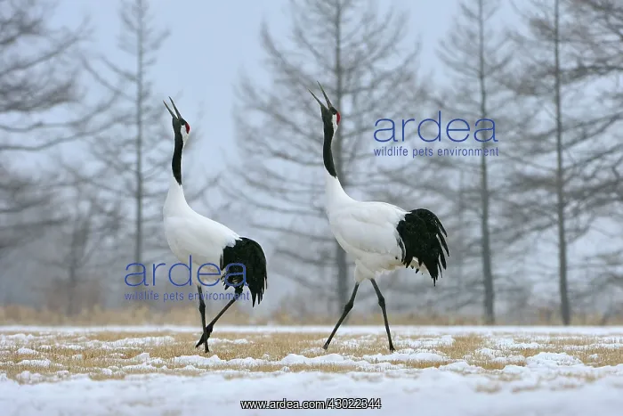 : Red-crowned Crane / Japanese Crane / Manchurian : Red-crowned Crane / Japanese Crane / Manchurian