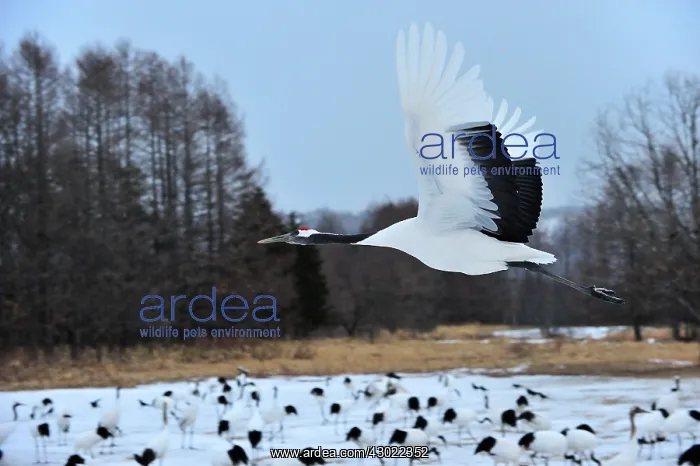 : Red-crowned Crane / Japanese Crane / Manchurian : Red-crowned Crane / Japanese Crane / Manchurian