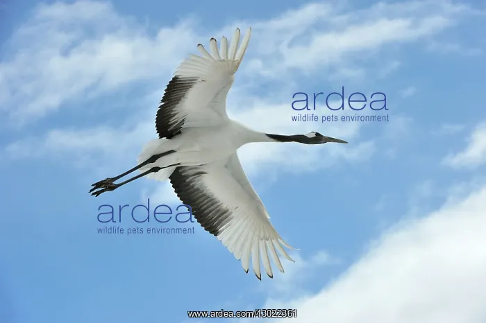 : Red-crowned Crane / Japanese Crane / Manchurian : Red-crowned Crane / Japanese Crane / Manchurian