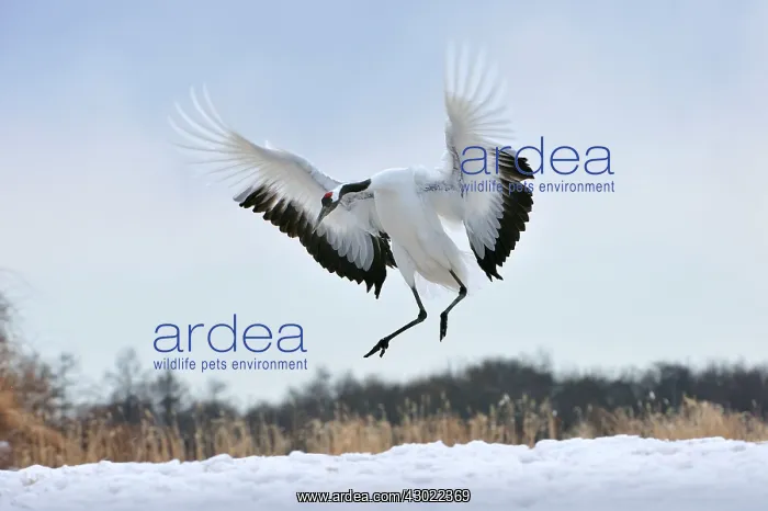 : Red-crowned Crane / Japanese Crane / Manchurian : Red-crowned Crane / Japanese Crane / Manchurian