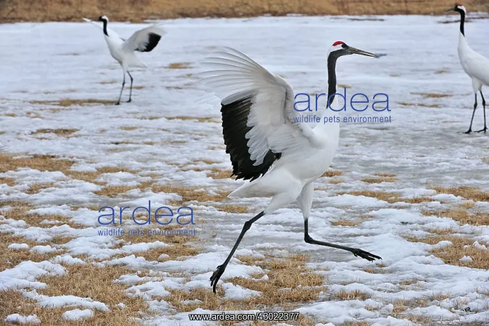 : Red-crowned Crane / Japanese Crane / Manchurian : Red-crowned Crane / Japanese Crane / Manchurian
