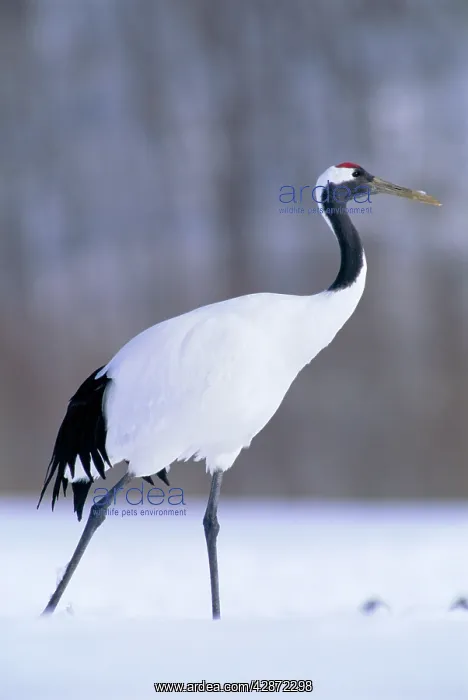 : Red-crowned Crane - Kushiro Shitsugen National Park : Red-crowned Crane - Kushiro Shitsugen National Park