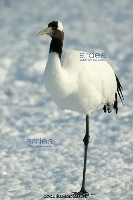  : Red-crowned Crane - on one leg