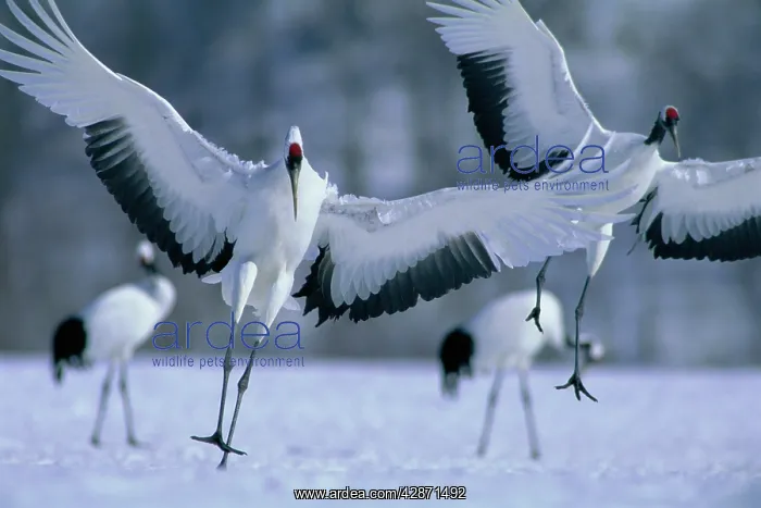: Red-crowned Crane - In mid-flight : Red-crowned Crane - In mid-flight