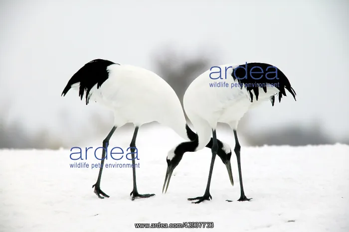 : Red-crowned Crane - pair : Red-crowned Crane - pair