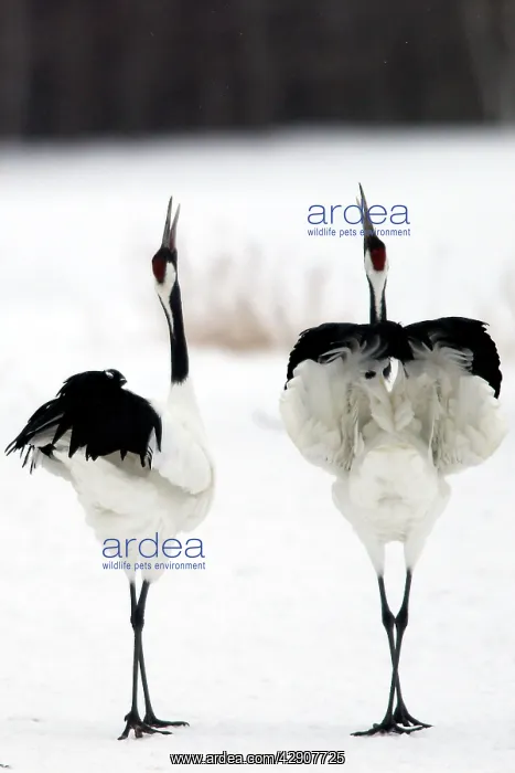 : Red-crowned Crane - pair displaying : Red-crowned Crane - pair displaying