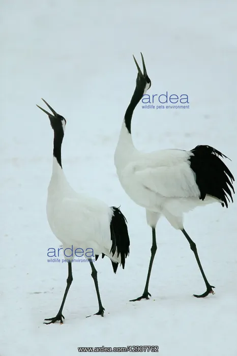 : Red-crowned Crane - pair displaying : Red-crowned Crane - pair displaying