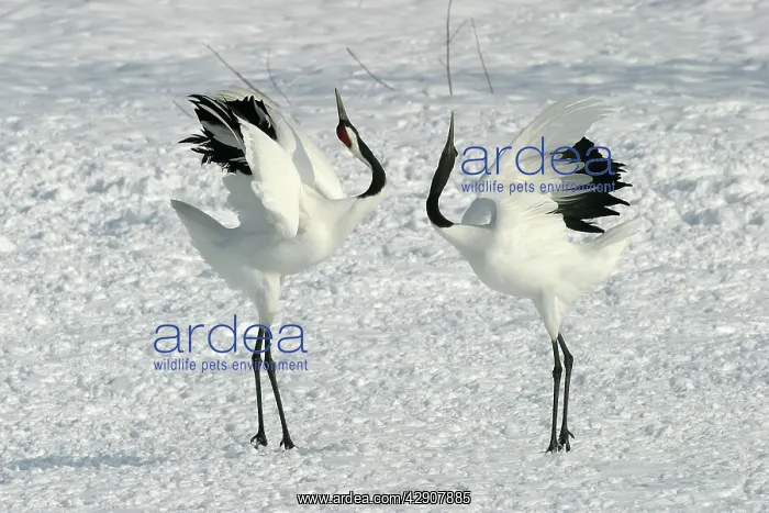 : Red-crowned Crane - pair displaying : Red-crowned Crane - pair displaying