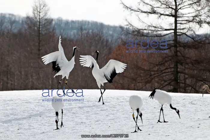: Red-crowned Crane - pair displaying : Red-crowned Crane - pair displaying