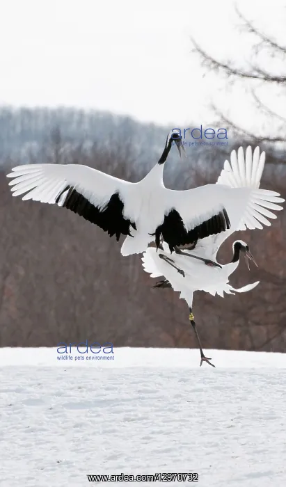  : Red-crowned Crane - pair displaying