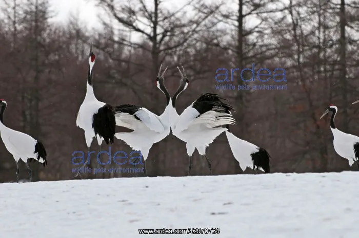 : Red-crowned Crane - pair displaying : Red-crowned Crane - pair displaying