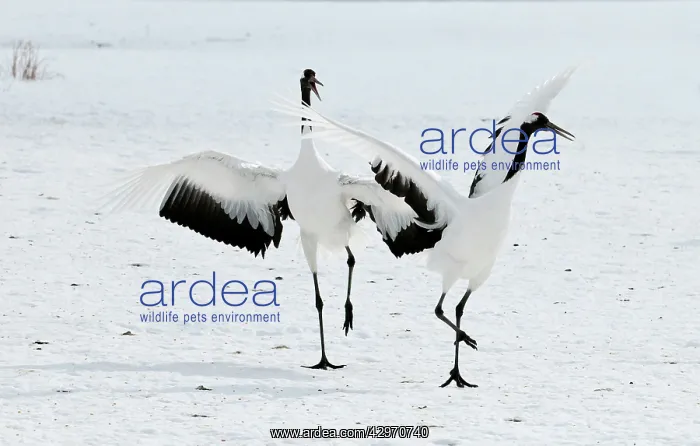 : Red-crowned Crane - pair displaying : Red-crowned Crane - pair displaying