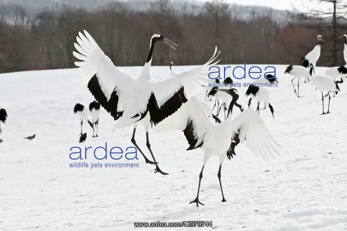 : Red-crowned Crane - pair displaying : Red-crowned Crane - pair displaying