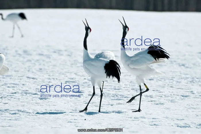 : Red-crowned Crane - pair displaying : Red-crowned Crane - pair displaying