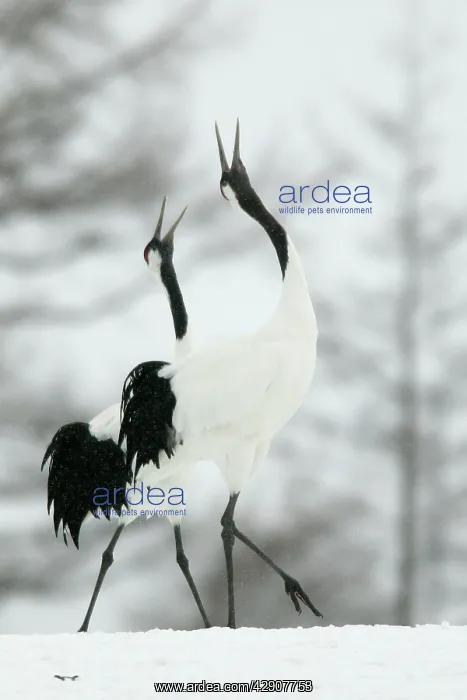 : Red-crowned Crane - pair displaying in snow : Red-crowned Crane - pair displaying in snow