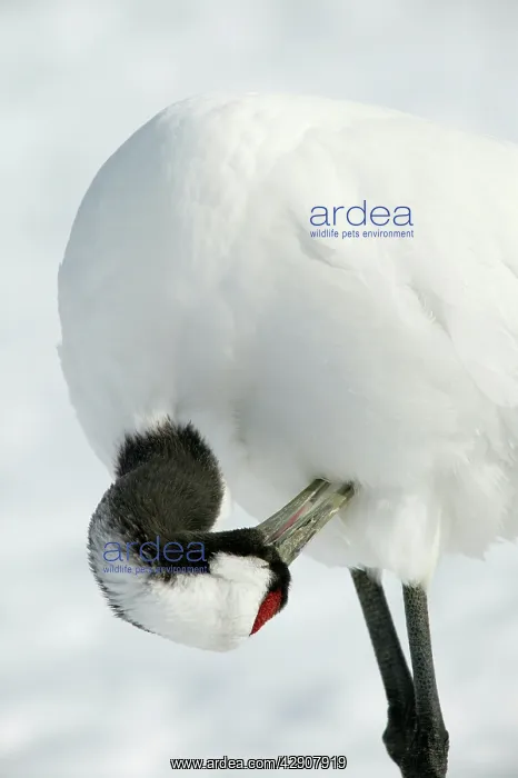 : Red-crowned Crane - preening : Red-crowned Crane - preening