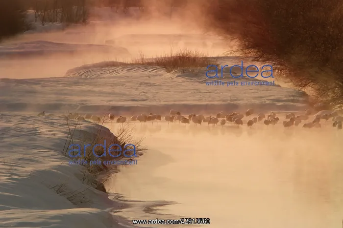  : Red-Crowned Crane - resting at dawn