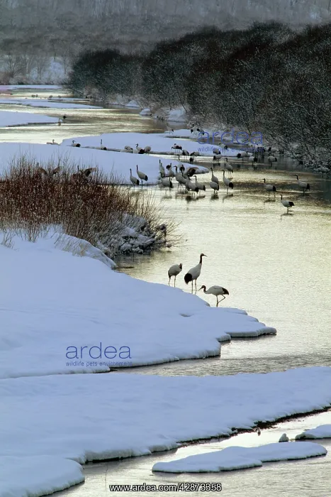 : Red-crowned Crane - By river : Red-crowned Crane - By river
