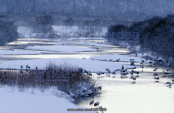 : Red-crowned Crane - By river : Red-crowned Crane - By river