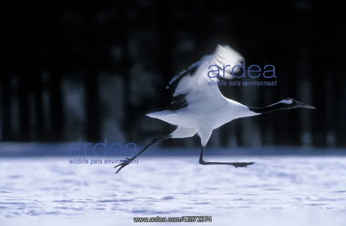 : Red-crowned Crane - Running to take flight : Red-crowned Crane - Running to take flight