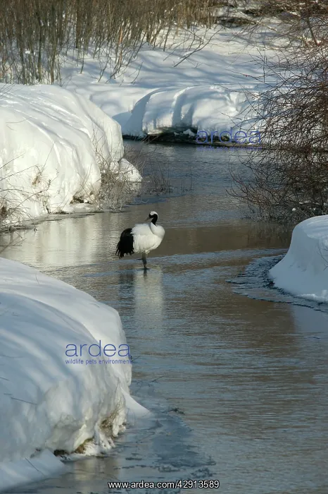 : Red-Crowned Crane - standing in stream : Red-Crowned Crane - standing in stream