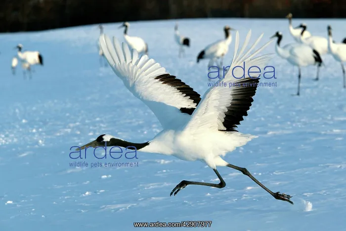 : Red-crowned Crane - taking off : Red-crowned Crane - taking off