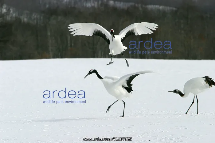  : Red-crowned Cranes