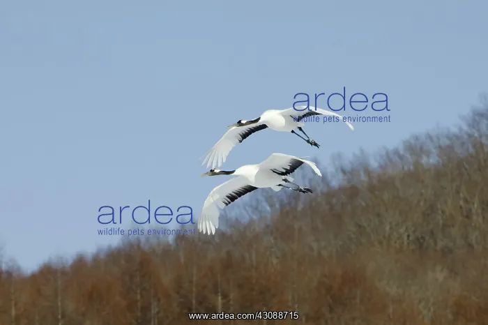 : Red-crowned Cranes : Red-crowned Cranes