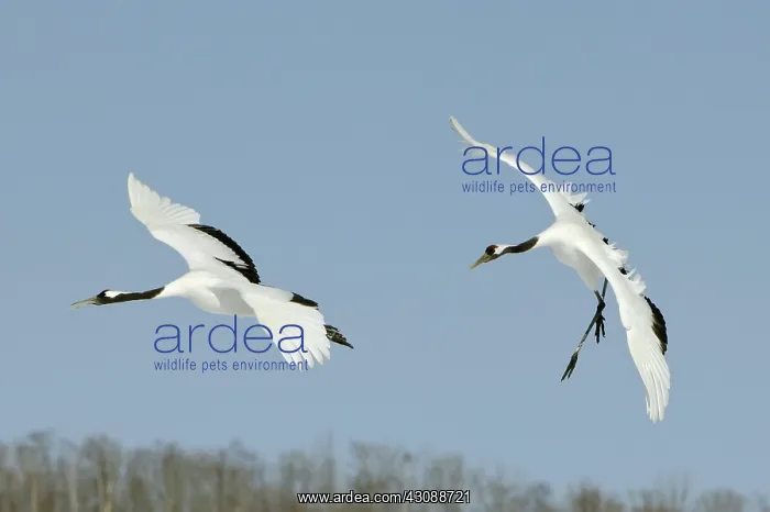 : Red-crowned Cranes : Red-crowned Cranes