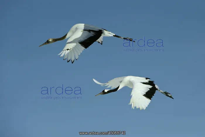 : Red-crowned Cranes : Red-crowned Cranes