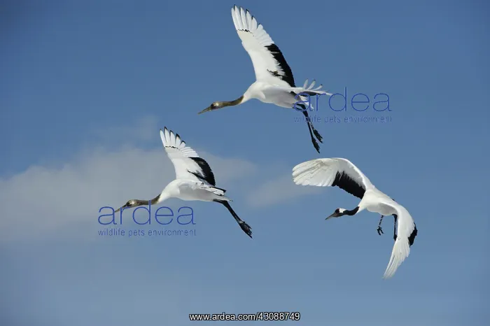 : Red-crowned Cranes : Red-crowned Cranes