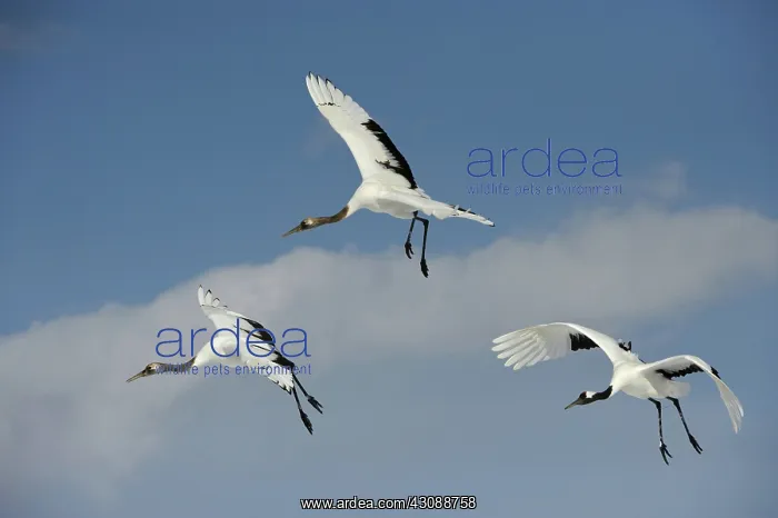 : Red-crowned Cranes : Red-crowned Cranes