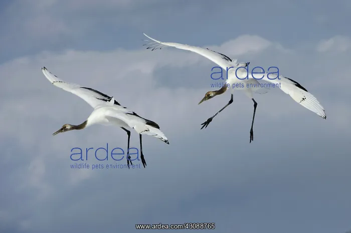 : Red-crowned Cranes : Red-crowned Cranes