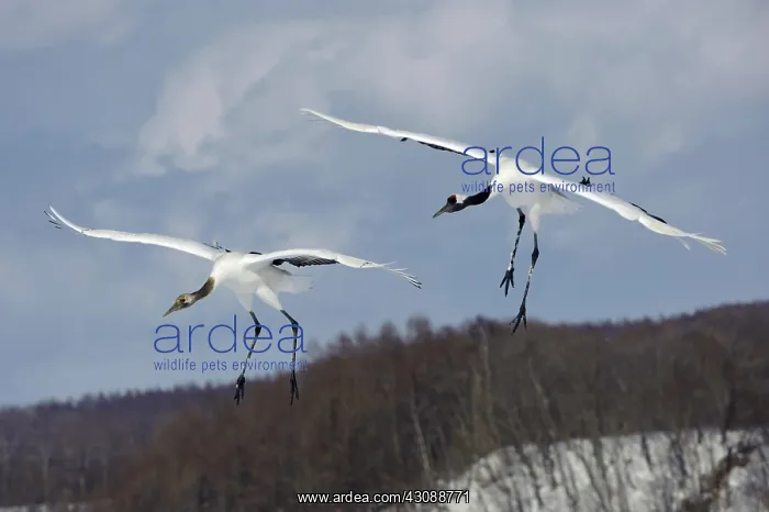 : Red-crowned Cranes : Red-crowned Cranes