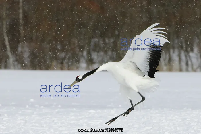: Red-crowned Cranes : Red-crowned Cranes