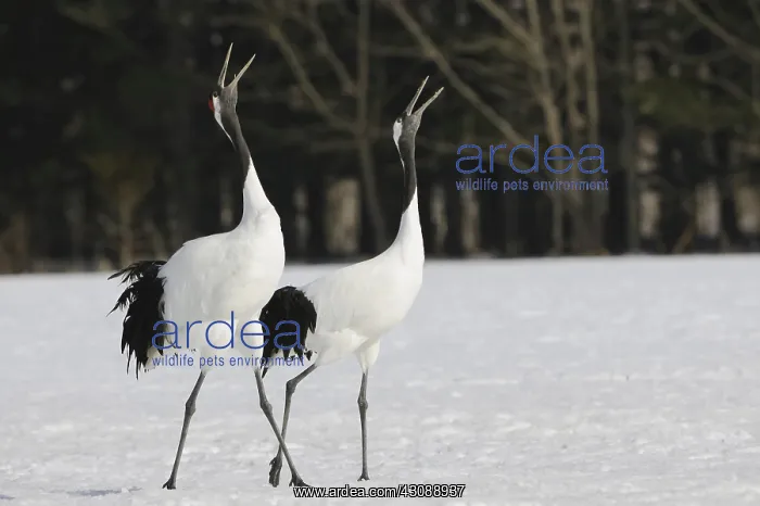 : Red-crowned Cranes Courting : Red-crowned Cranes Courting