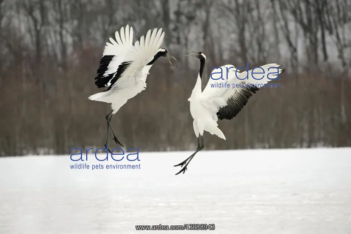 : Red-crowned Cranes Courting : Red-crowned Cranes Courting