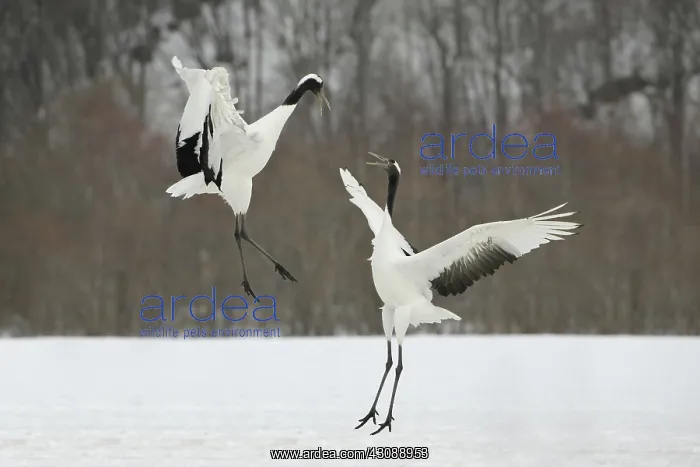 : Red-crowned Cranes Courting : Red-crowned Cranes Courting
