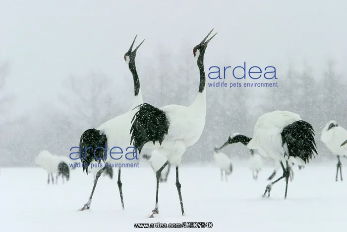 : Red-crowned Cranes - displaying : Red-crowned Cranes - displaying