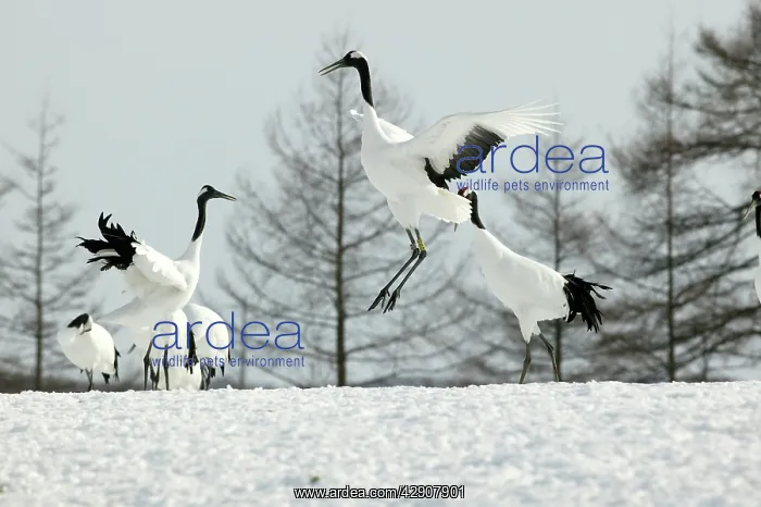 : Red-crowned Cranes - displaying : Red-crowned Cranes - displaying