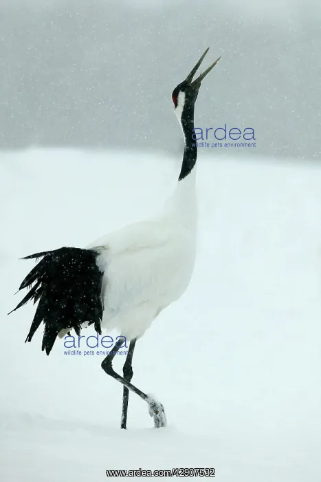 : Red-crowned / Japanese / Manchurian CRANE - displaying : Red-crowned / Japanese / Manchurian CRANE - displaying