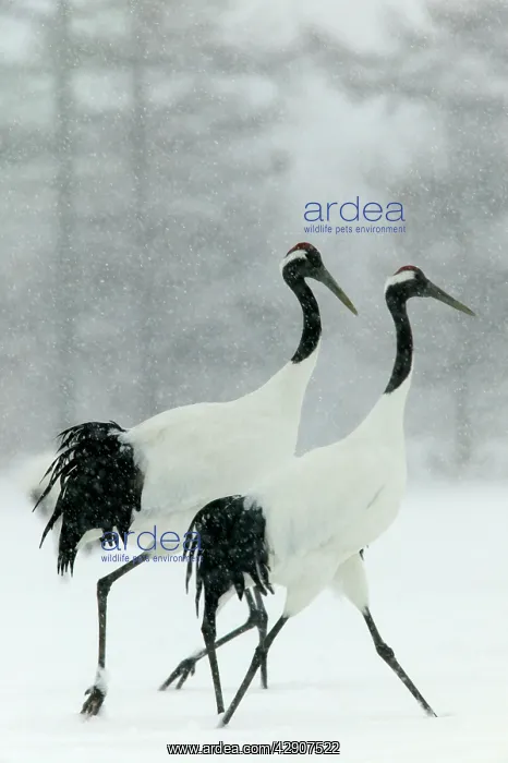 : Red-crowned / Japanese / Manchurian CRANE - pair : Red-crowned / Japanese / Manchurian CRANE - pair